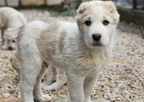 Na prodaju štenci SREDNJEAZIJSKOG OVČARA - 6/9