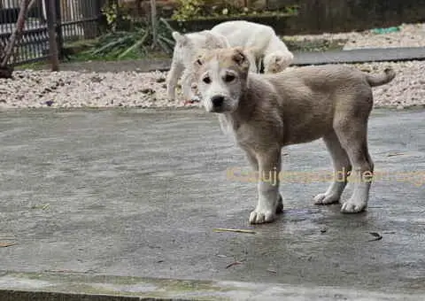 Na prodaju štenci SREDNJEAZIJSKOG OVČARA - 7/9