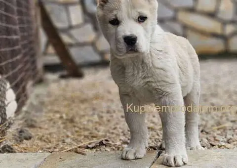 Na prodaju štenci SREDNJEAZIJSKOG OVČARA - 8/9