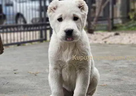 Na prodaju štenci SREDNJEAZIJSKOG OVČARA - 9/9