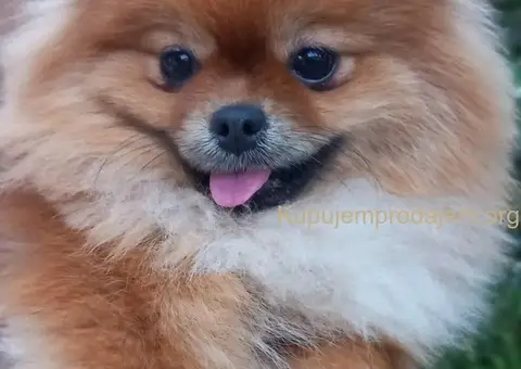 Pomeranski Špic ženke na prodaju - 2/6