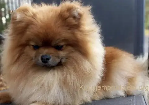 Pomeranski Špic ženke na prodaju - 3/6