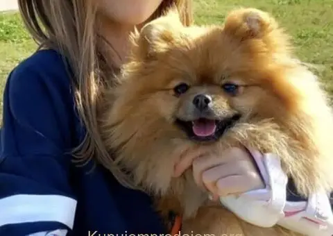 Pomeranski Špic ženke na prodaju - 5/6