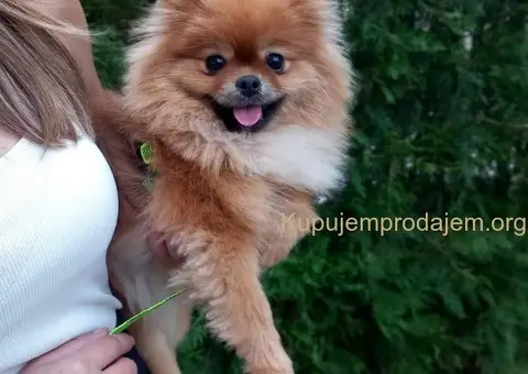 Pomeranski Špic ženke na prodaju - 6/6