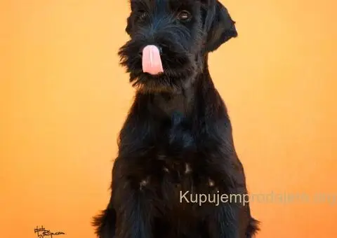 Veliki Crni Snaucer štenci - 2/12