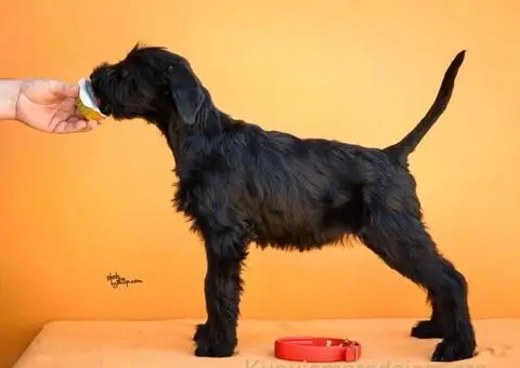 Veliki Crni Snaucer štenci - 5/12