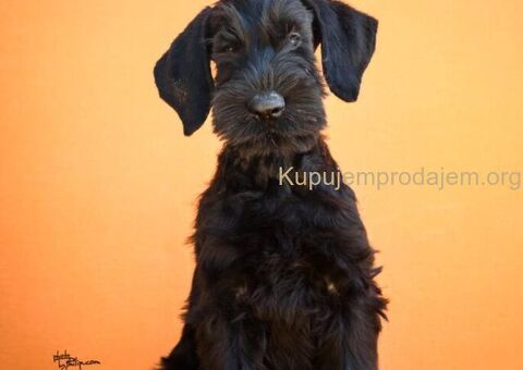 Veliki Crni Snaucer štenci - 6/12