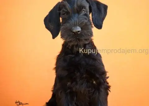 Veliki Crni Snaucer štenci - 6/12
