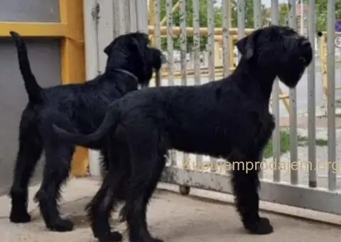 Veliki Crni Snaucer štenci - 7/12