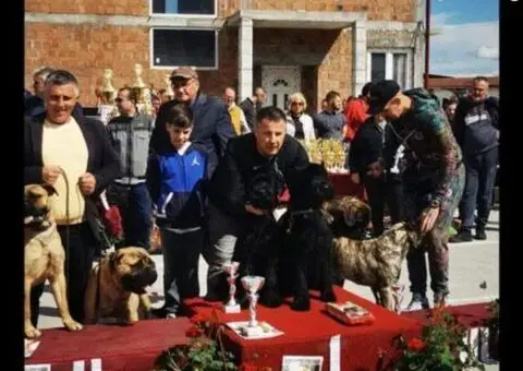 Veliki Crni Snaucer štenci - 9/12