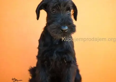 Veliki Crni Snaucer štenci - 12/12