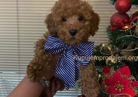 Crvene patuljaste pudle - 2/4