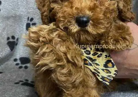 Crvene patuljaste pudle - 3/4