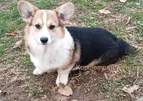 Velški Korgi Pembrok - 1/4