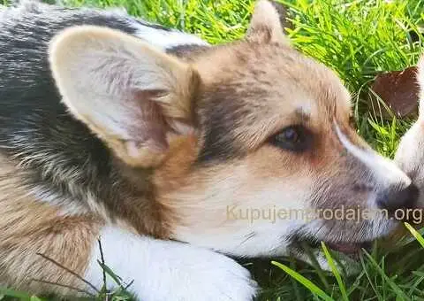 Velški Korgi Pembrok - 2/4