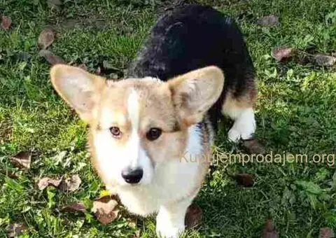 Velški Korgi Pembrok - 3/4