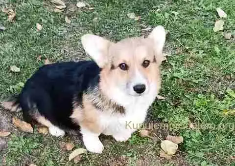 Velški Korgi Pembrok - 4/4