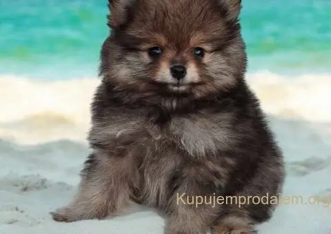 Pomeranac prelepi stenci - 6/9