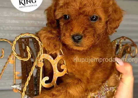 Crvene toy PUDLE - 1/9