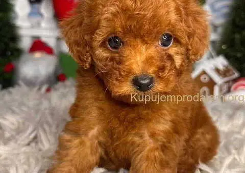 Crvene toy PUDLE - 2/9