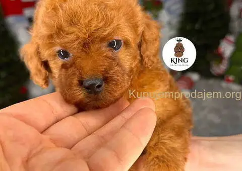 Crvene toy PUDLE - 3/9