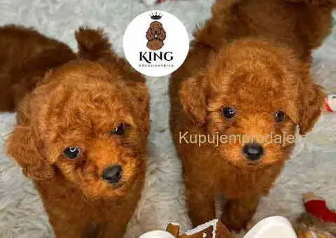 Crvene toy PUDLE - 4/9