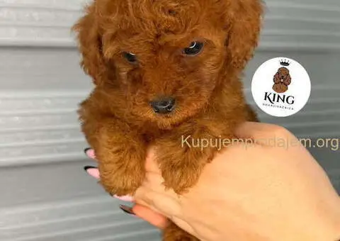 Crvene toy PUDLE - 5/9