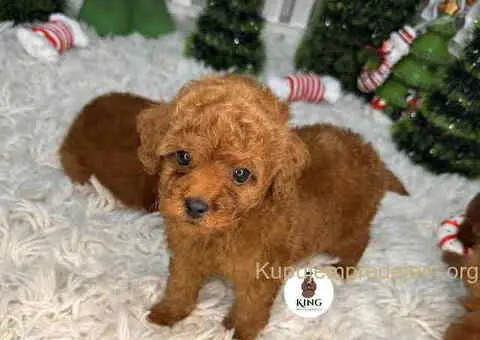 Crvene toy PUDLE - 6/9