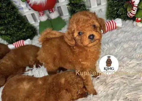 Crvene toy PUDLE - 7/9