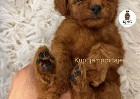 Crvene toy PUDLE - 8/9