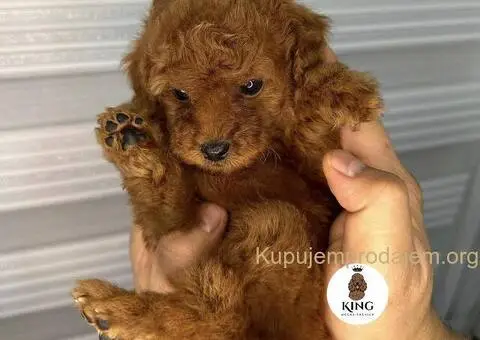 Crvene toy PUDLE - 9/9