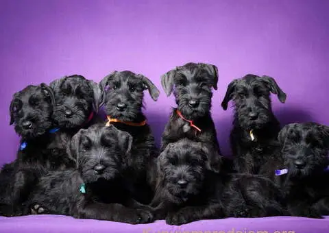 Veliki crni ŠNAUCERI Odgajivačnica velikih crnih šnaucera - 1/9