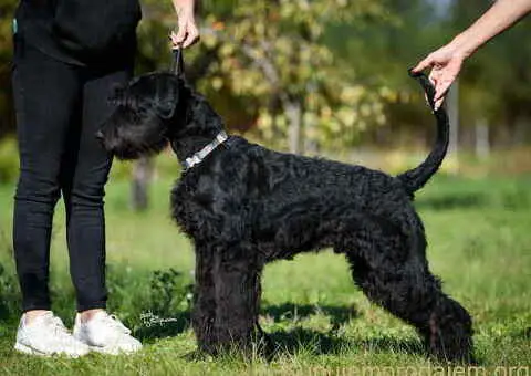 Veliki crni ŠNAUCERI Odgajivačnica velikih crnih šnaucera - 2/9
