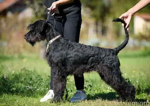 Veliki crni ŠNAUCERI Odgajivačnica velikih crnih šnaucera - 3/9