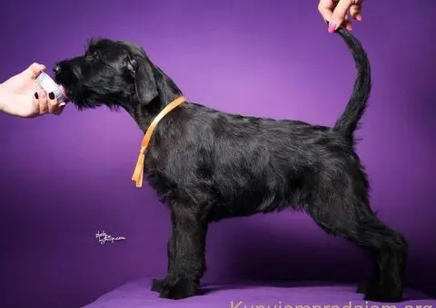 Veliki crni ŠNAUCERI Odgajivačnica velikih crnih šnaucera - 4/9