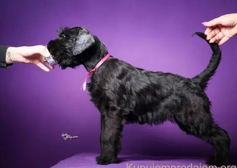 Veliki crni ŠNAUCERI Odgajivačnica velikih crnih šnaucera - 5/9