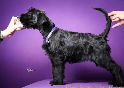 Veliki crni ŠNAUCERI Odgajivačnica velikih crnih šnaucera - 6/9