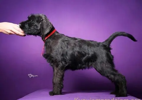 Veliki crni ŠNAUCERI Odgajivačnica velikih crnih šnaucera - 7/9
