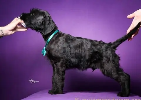 Veliki crni ŠNAUCERI Odgajivačnica velikih crnih šnaucera - 8/9
