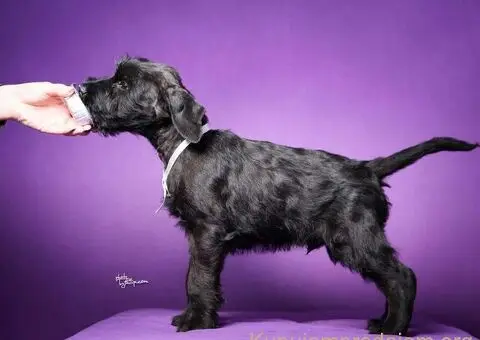 Veliki crni ŠNAUCERI Odgajivačnica velikih crnih šnaucera - 9/9