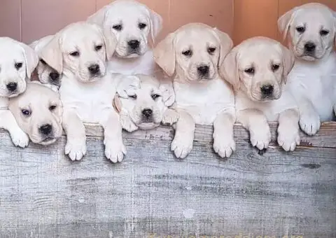 Top leglo labradora - 1/5