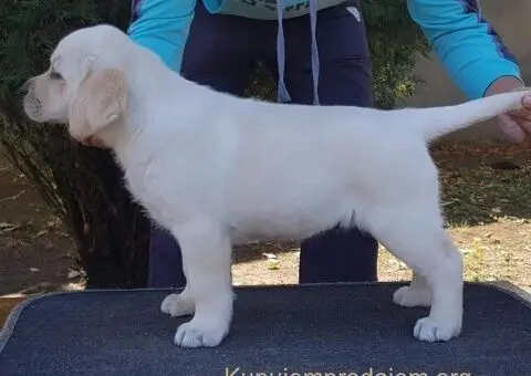 Top leglo labradora - 2/5