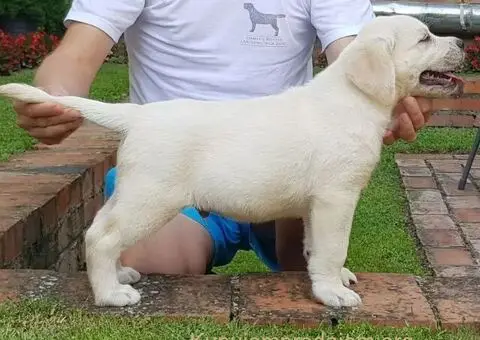 Top leglo labradora - 3/5