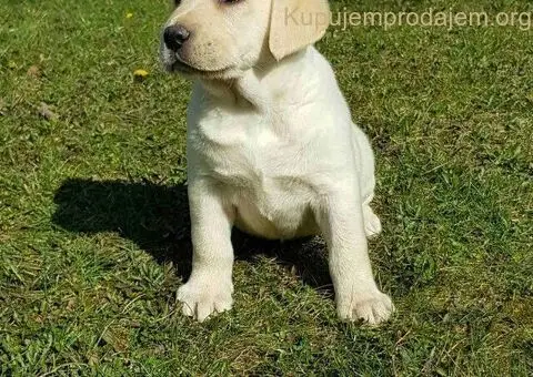 Top leglo labradora - 4/5