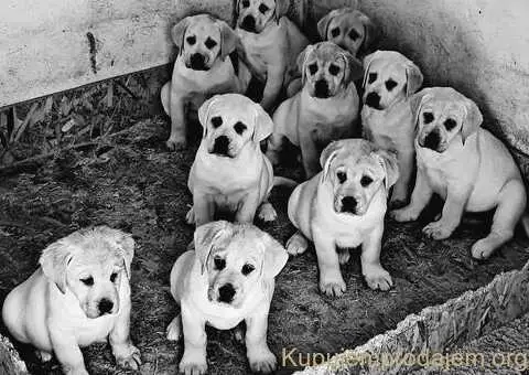 Top leglo labradora - 5/5