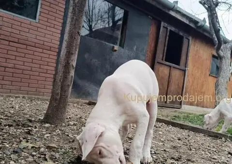 Dogo argentino štenci - 1/11