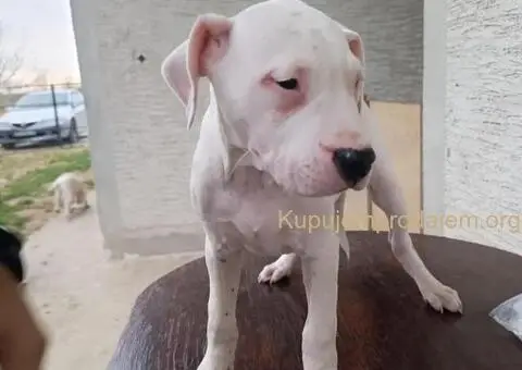 Dogo argentino štenci - 2/11