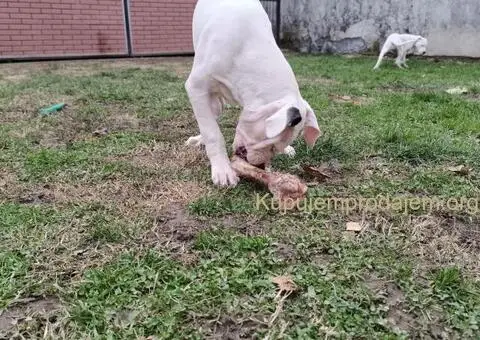 Dogo argentino štenci - 3/11