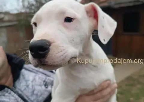 Dogo argentino štenci - 4/11