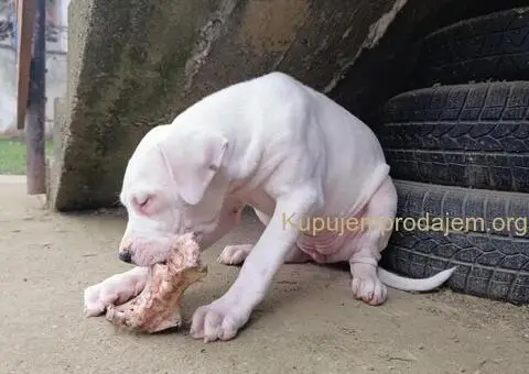 Dogo argentino štenci - 7/11